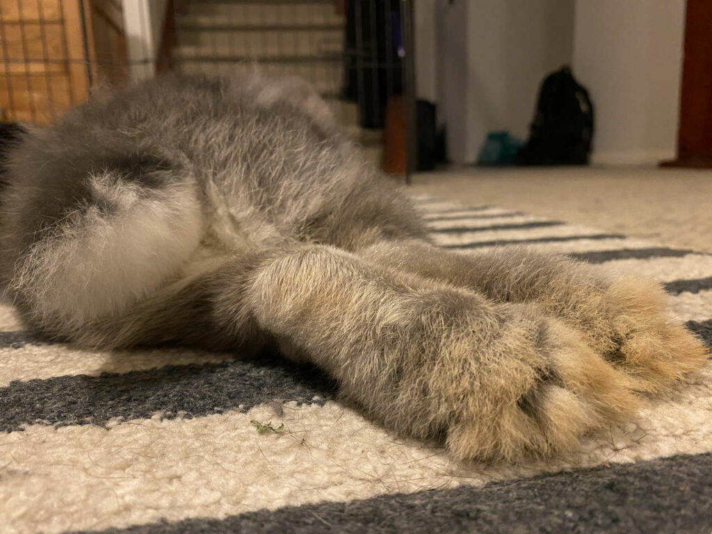 Margo Timmins Feet