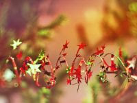 クリスマスの紙の花輪 クリスマスの紙の花輪