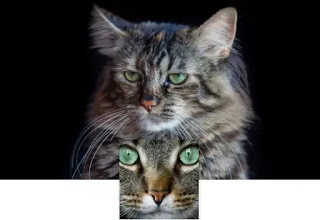 gatos en el fondo