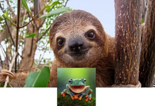 fondo de animales