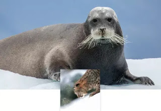 fondo polar