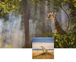 fondo de safari