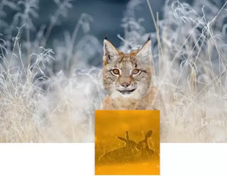 fondo de animales