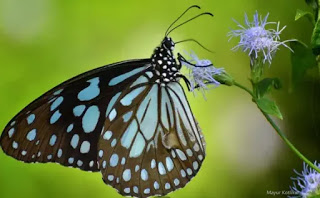 mariposas en el fondo