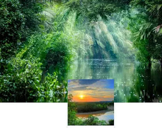 Fondo de la selva amazónica