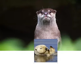 fondo de nutria