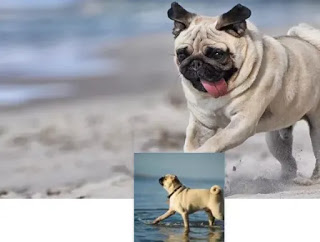 fondo pug