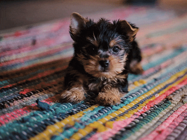 ejemplo de desvanecimiento en una transición de imagen usando opacidad CSS