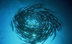 fondos marinos y peces 4