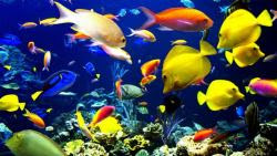 fondos marinos y peces-02