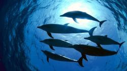 fondos marinos y peces 10