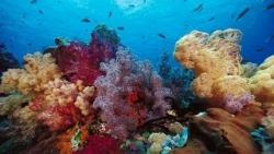 fondos de pantalla de mar y peces 16