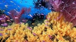 fondos de pantalla de mar y peces 15