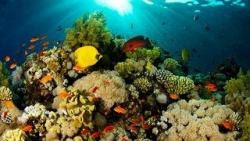 fondos de pantalla de mar y peces 19