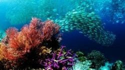 fondos de pantalla de mar y peces 18