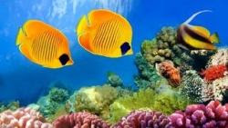 fondos marinos y peces 21