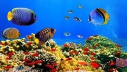 fondos de pantalla de mar y peces 20
