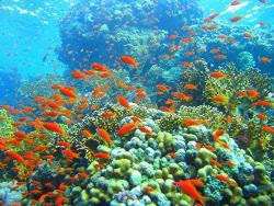 fondos de pantalla de mar y peces 25