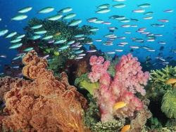 fondos de pantalla de mar y peces 26