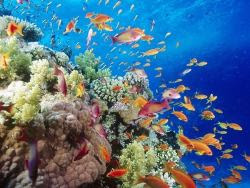 fondos de pantalla de mar y peces 27