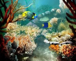 fondos de pantalla de mar y peces 29