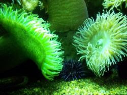 fondos de pantalla de mar y peces 30