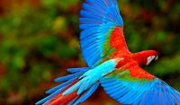 fotos de aves pájaros fondo de pantalla windows 8.1