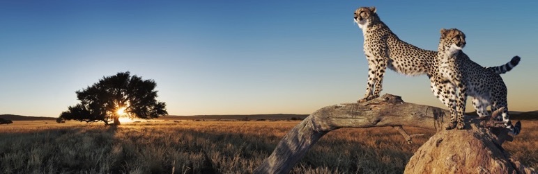 caché wp más rápido