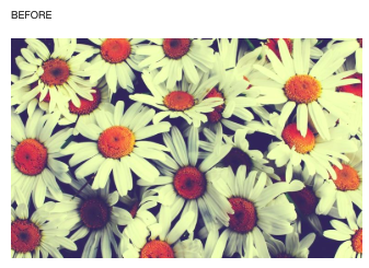La prueba Daisy de Pipe muestra cómo se ve una foto de archivo JPEG cuando se carga sin el complemento de optimización