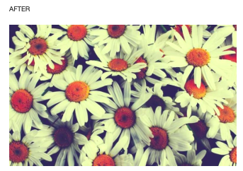 La prueba Daisy de Page Pipe muestra que la foto de archivo JPEG se ve igual cuando se carga con el complemento de optimización Imsanity