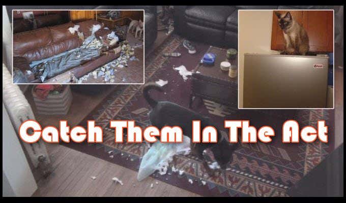 Imágenes de gatos y perros destrozando muebles con una leyenda