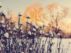 fondo de invierno-06