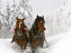 fondo de invierno-11