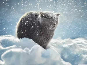 invierno-20-fondo-de-escritorio