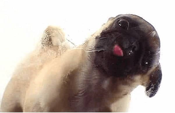 PANTALLA PARA LAMITAR PERROS | Geniales protectores de pantalla para Windows 10
