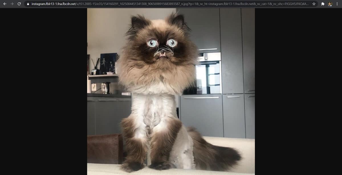 Presiona enter y mira la imagen a tamaño completo. | ¿Cómo ver las fotos de Instagram en tamaño completo?