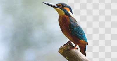 Quitar el fondo de la foto