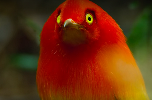 Bailando con los pájaros